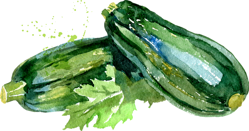 Watercolor vegetable isolated illustration